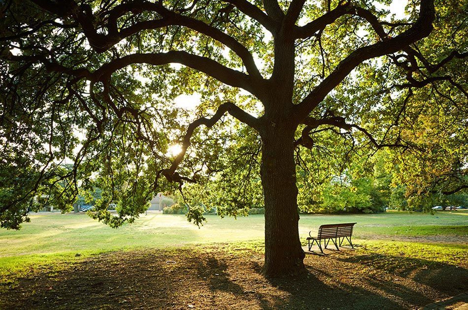 Sunlit park and mature tree on our village grounds in southeast Melbourne